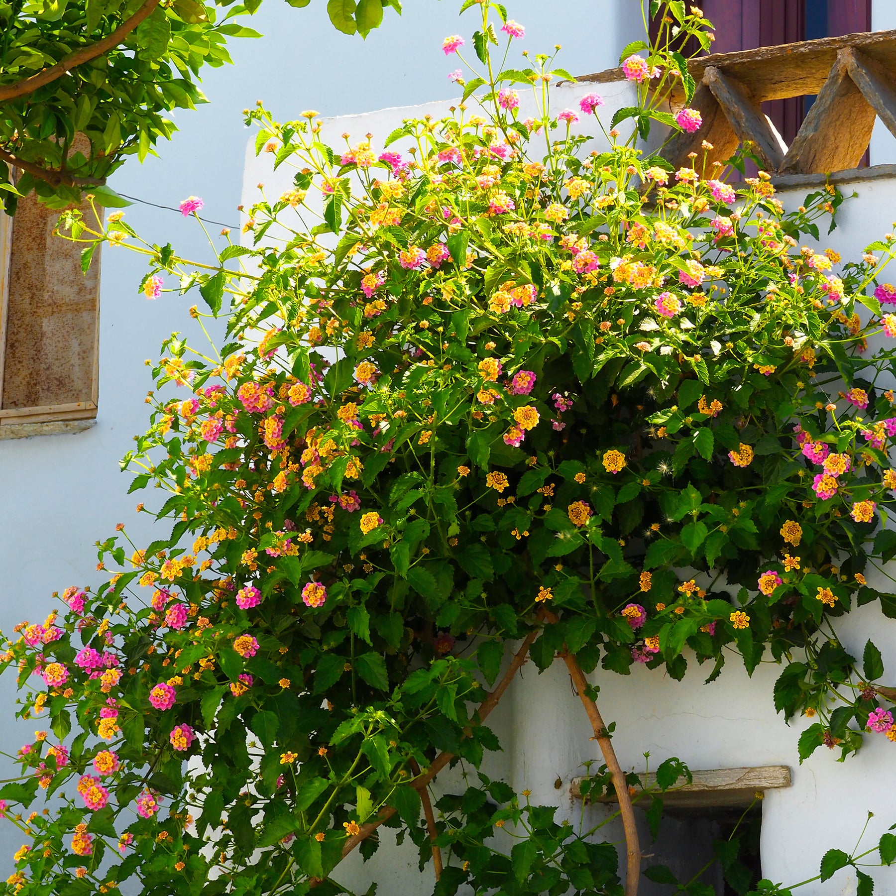 Lantana Passionfruit - 3 Lantana Passionfruit - Balcon et terrasse