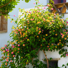 Lantana Passionfruit - 3 Lantana Passionfruit - Balcon et terrasse