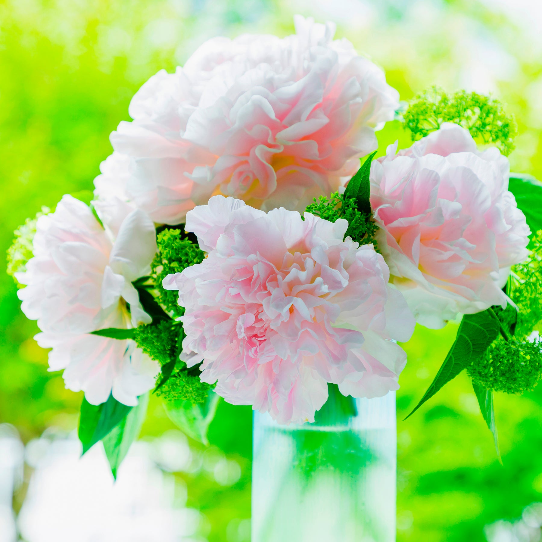 Vente Pivoine Albert Crousse - Paeonia lactiflora Albert Crousse
