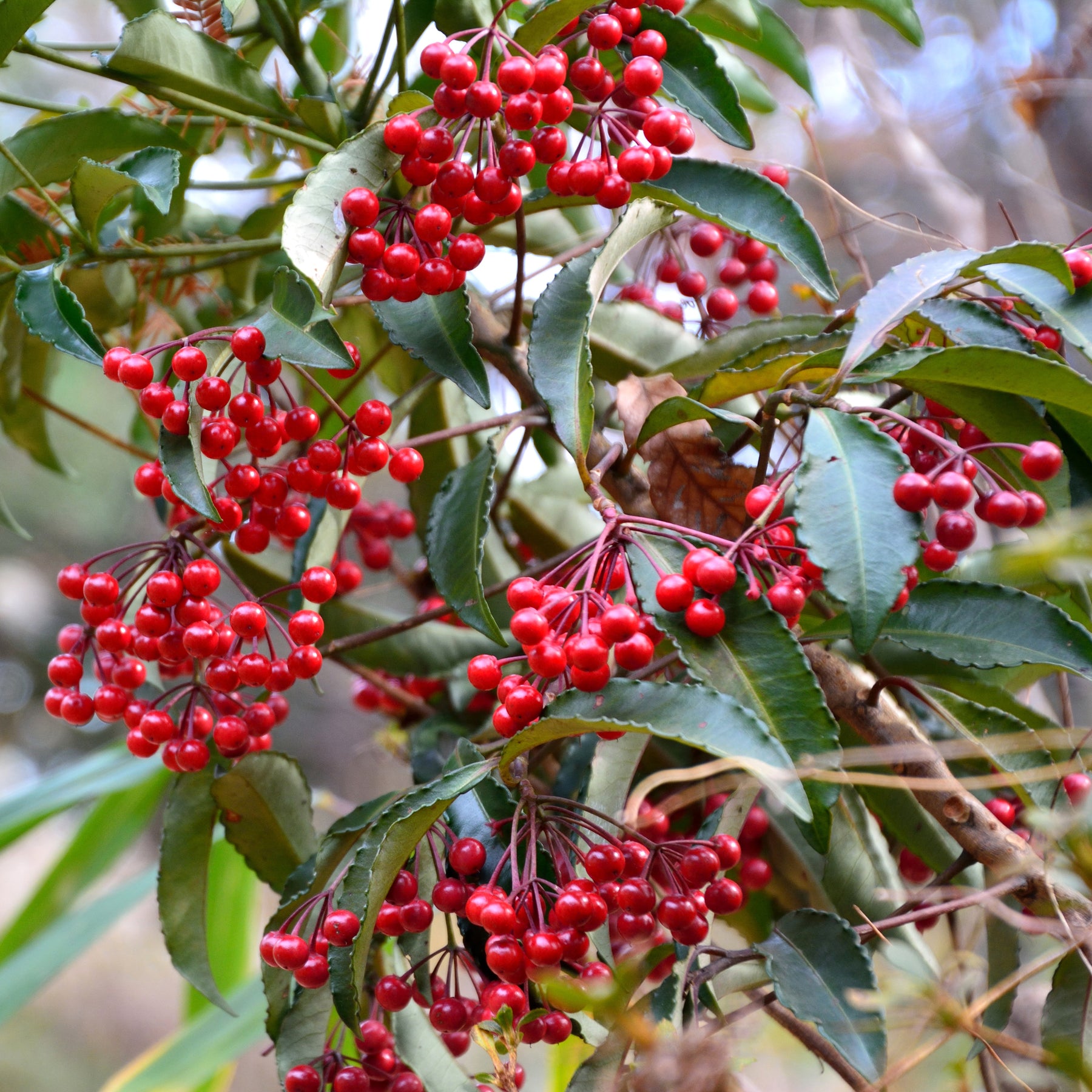 Ardisia crenata - Bois de Noël - Plantes fleuries