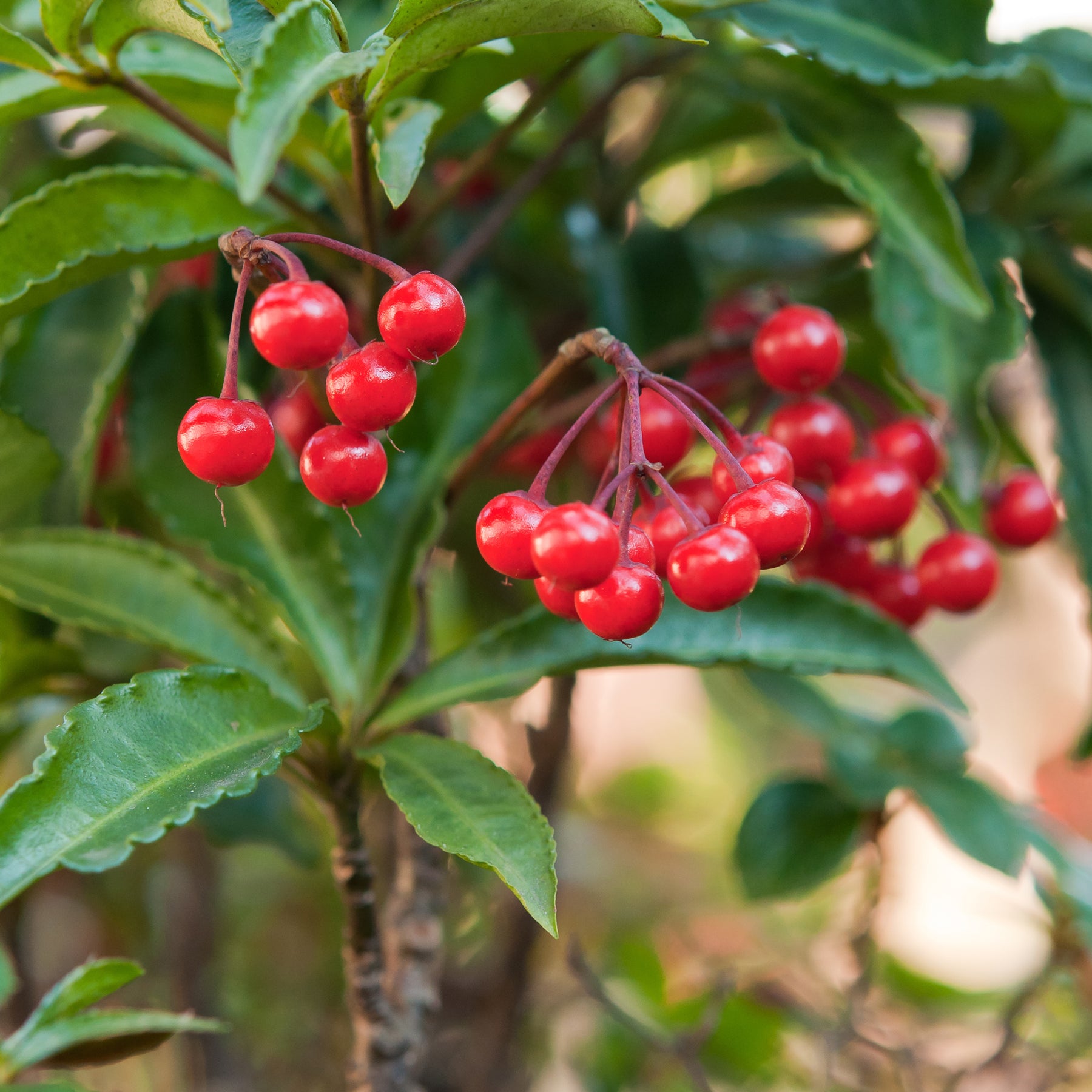Vente Bois de Noël - Ardisia crenata