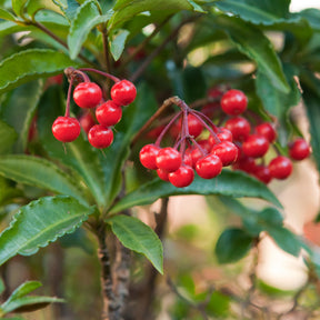 Vente Bois de Noël - Ardisia crenata
