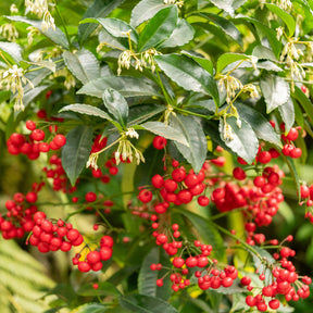 Plantes fleuries - Bois de Noël - Ardisia crenata