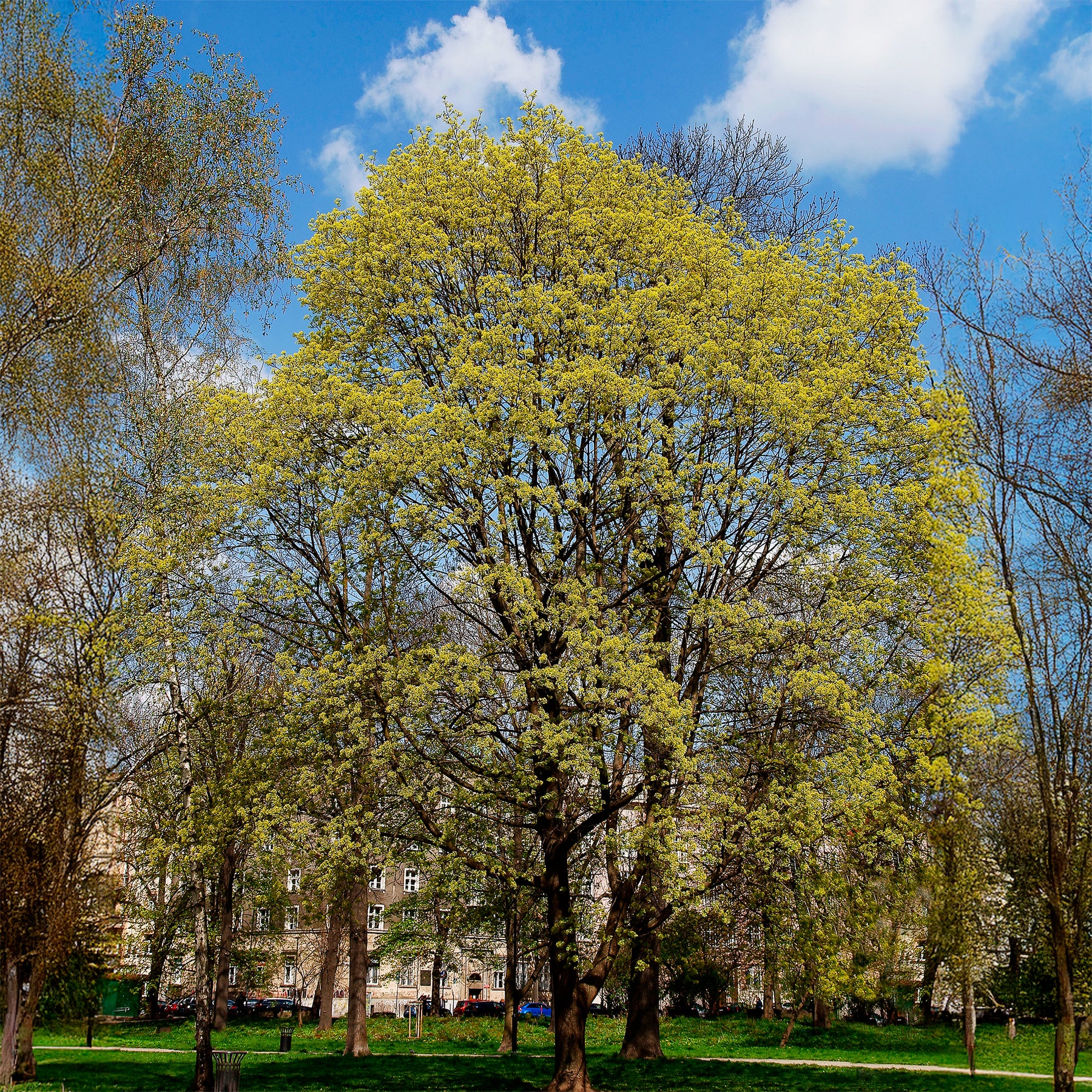 Erable plane - Acer platanoides - Willemse