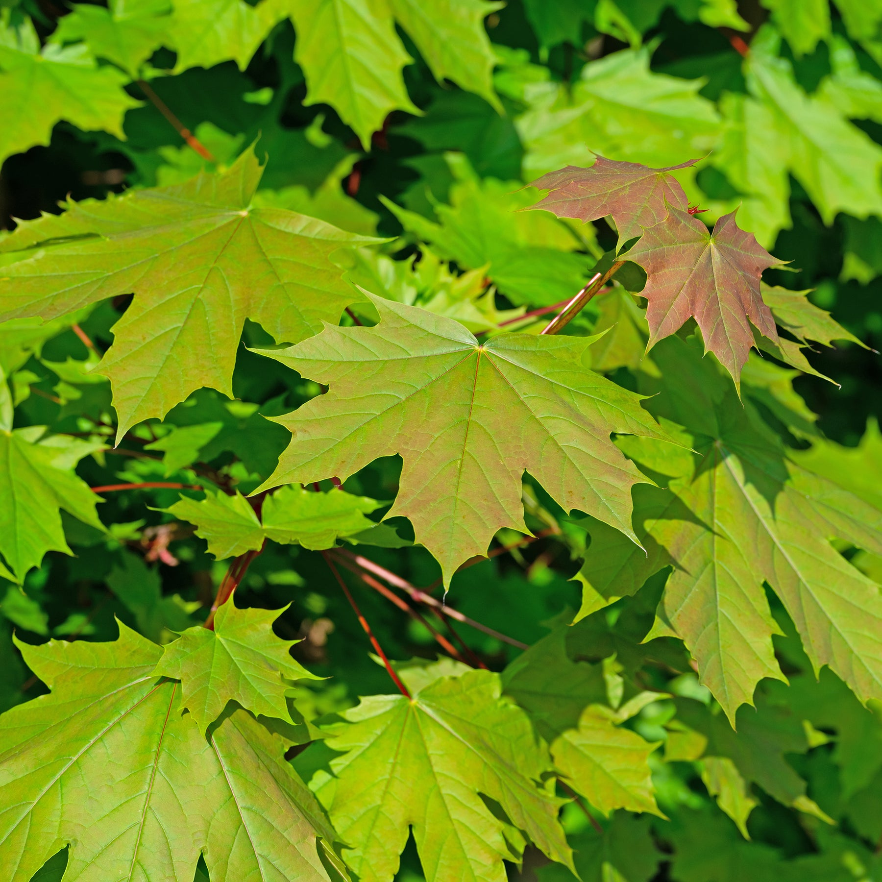 Erable - Erable plane - Acer platanoides