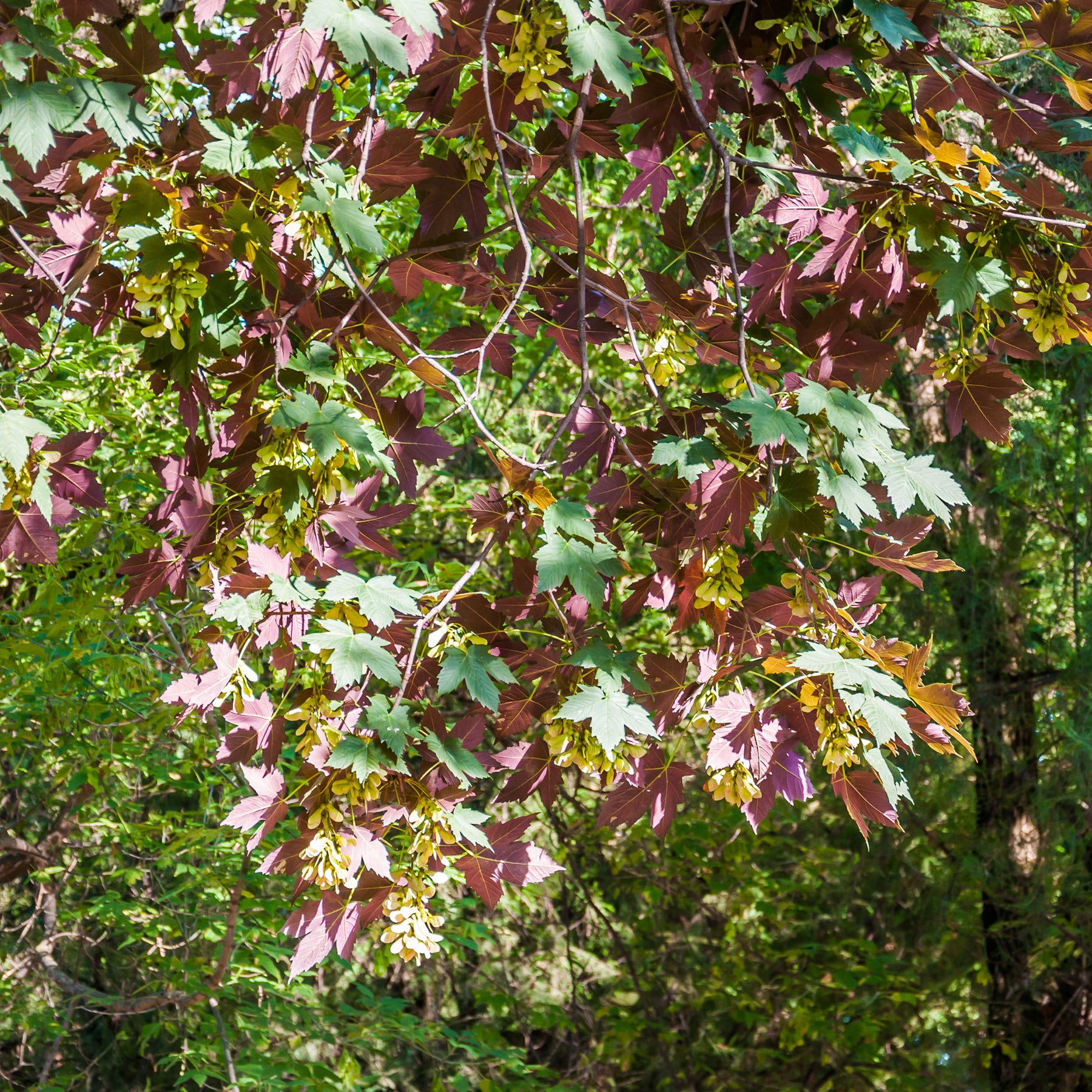 Erable sycomore Atropurpureum - Acer pseudoplatanus Atropurpureum - Willemse