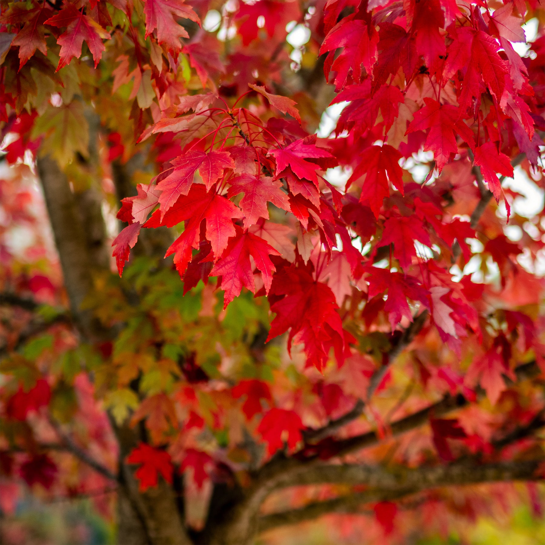 Erable argenté - Acer saccharinum - Willemse