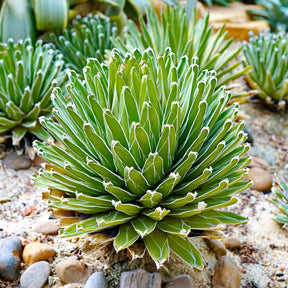 Agave de la Reine Victoria - Willemse