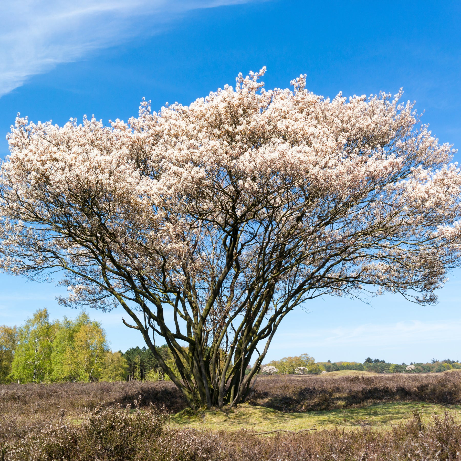 Amelanchier canadensis - Amélanchier du Canada - Amélanchier