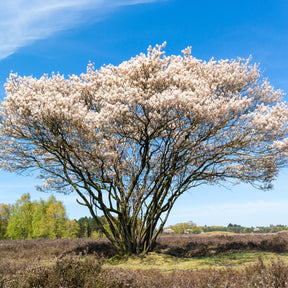 Amelanchier canadensis - Amélanchier du Canada - Amélanchier