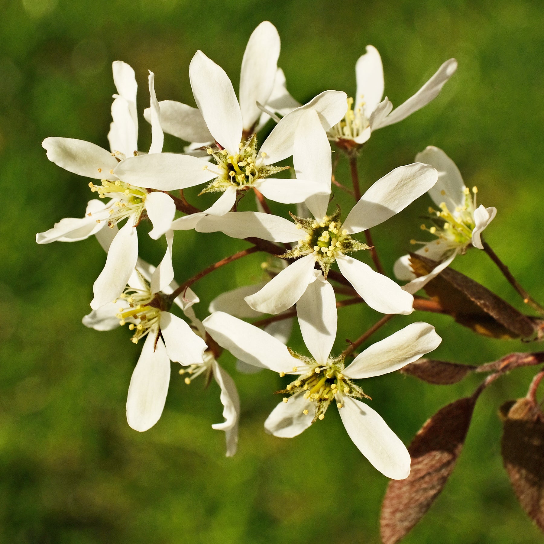 Vente Amélanchier du Canada - Amelanchier canadensis