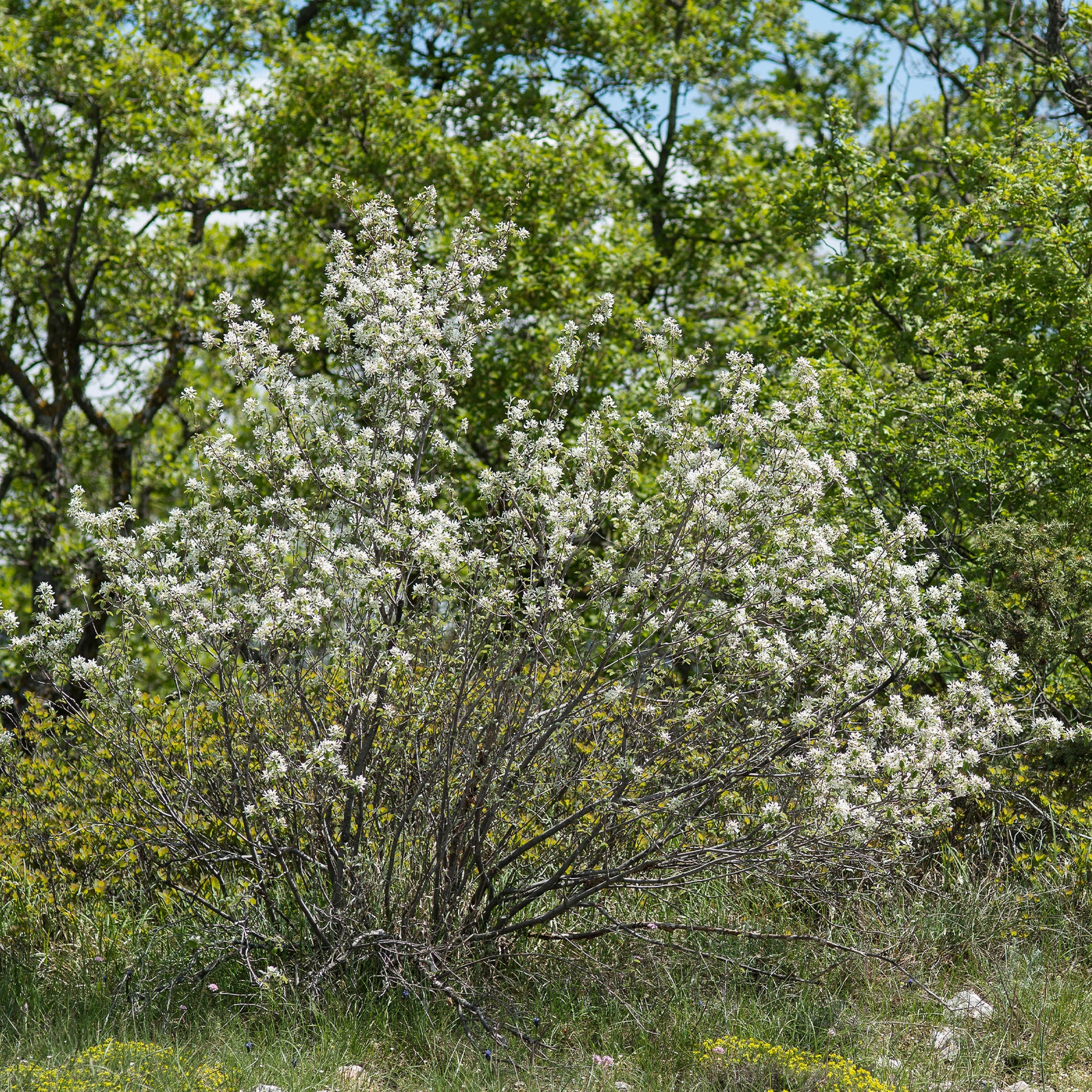 Amélanchier - Amélanchier des Bois - Amelanchier rotundifolia