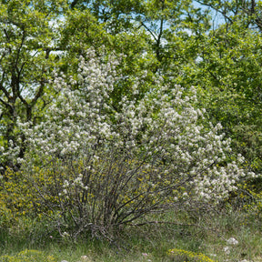 Amélanchier - Amélanchier des Bois - Amelanchier rotundifolia