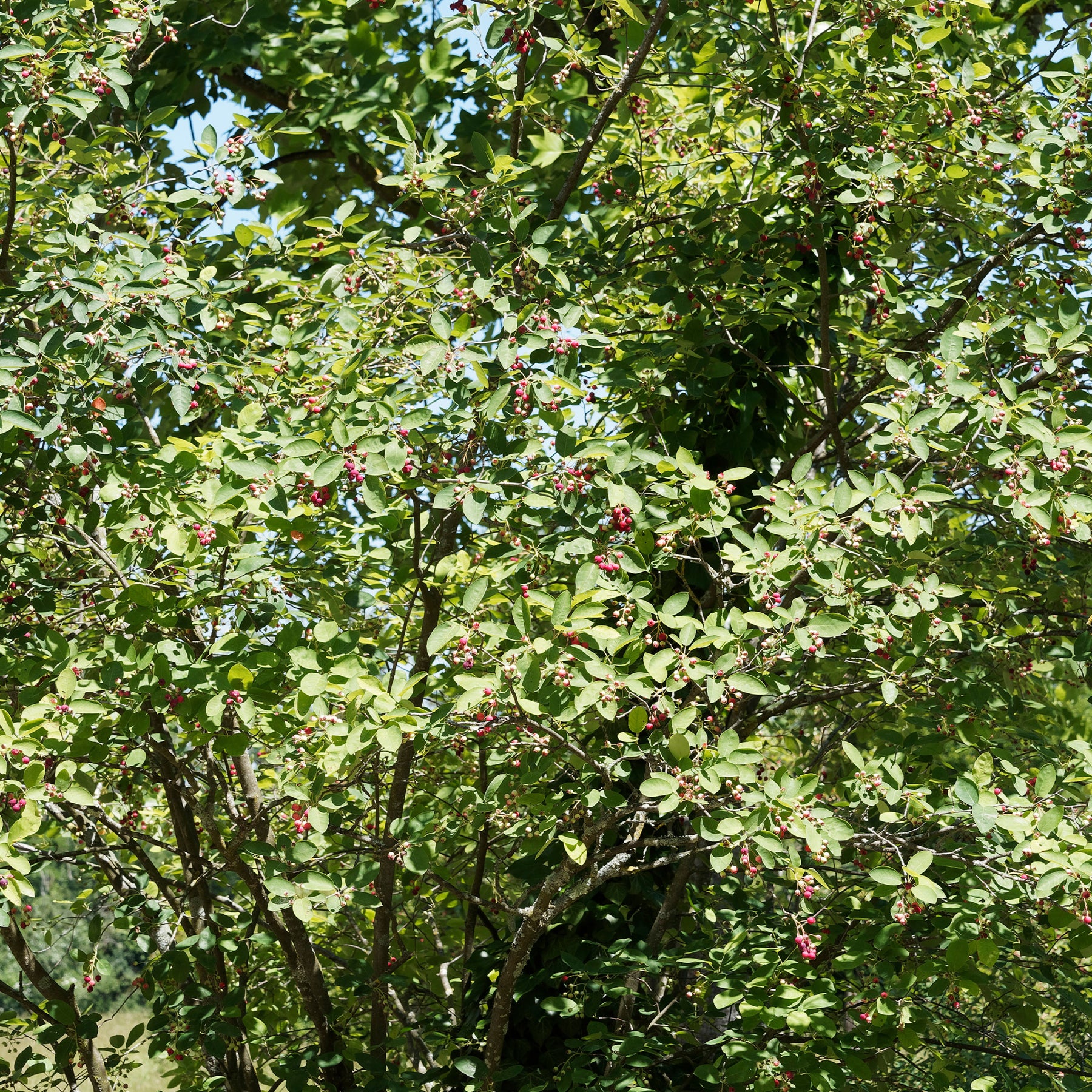 Vente Amélanchier des Bois - Amelanchier rotundifolia