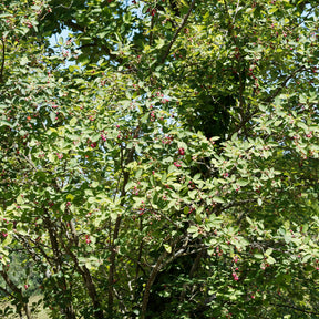 Vente Amélanchier des Bois - Amelanchier rotundifolia