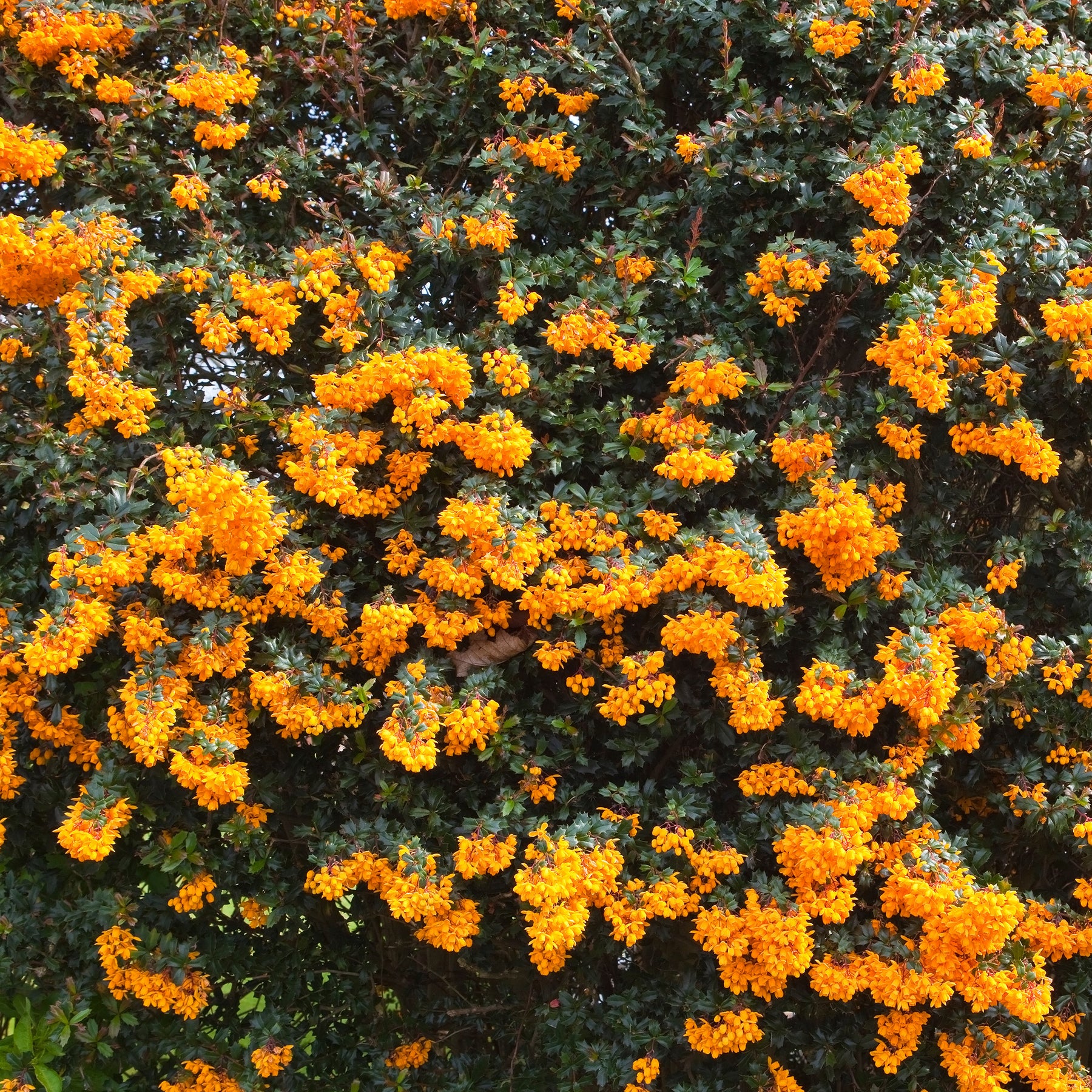 Épine-vinette - Berberis darwinii - Willemse