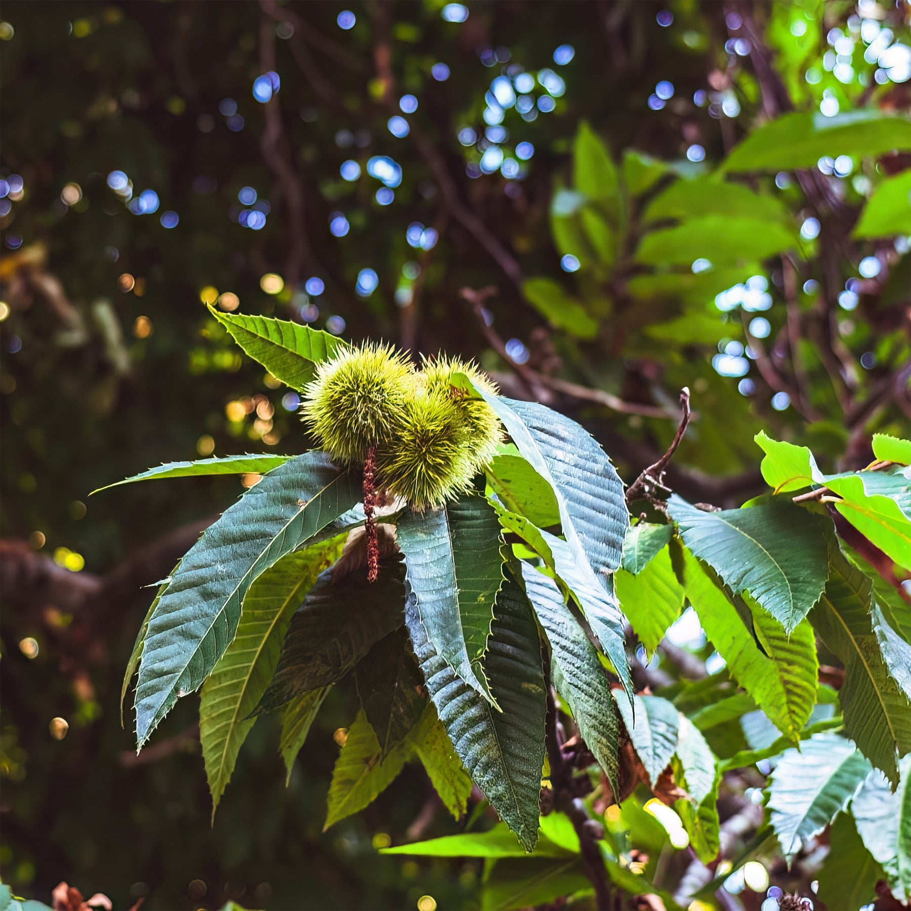 Castanea sativa Marsol - Châtaignier Marsol - Châtaignier