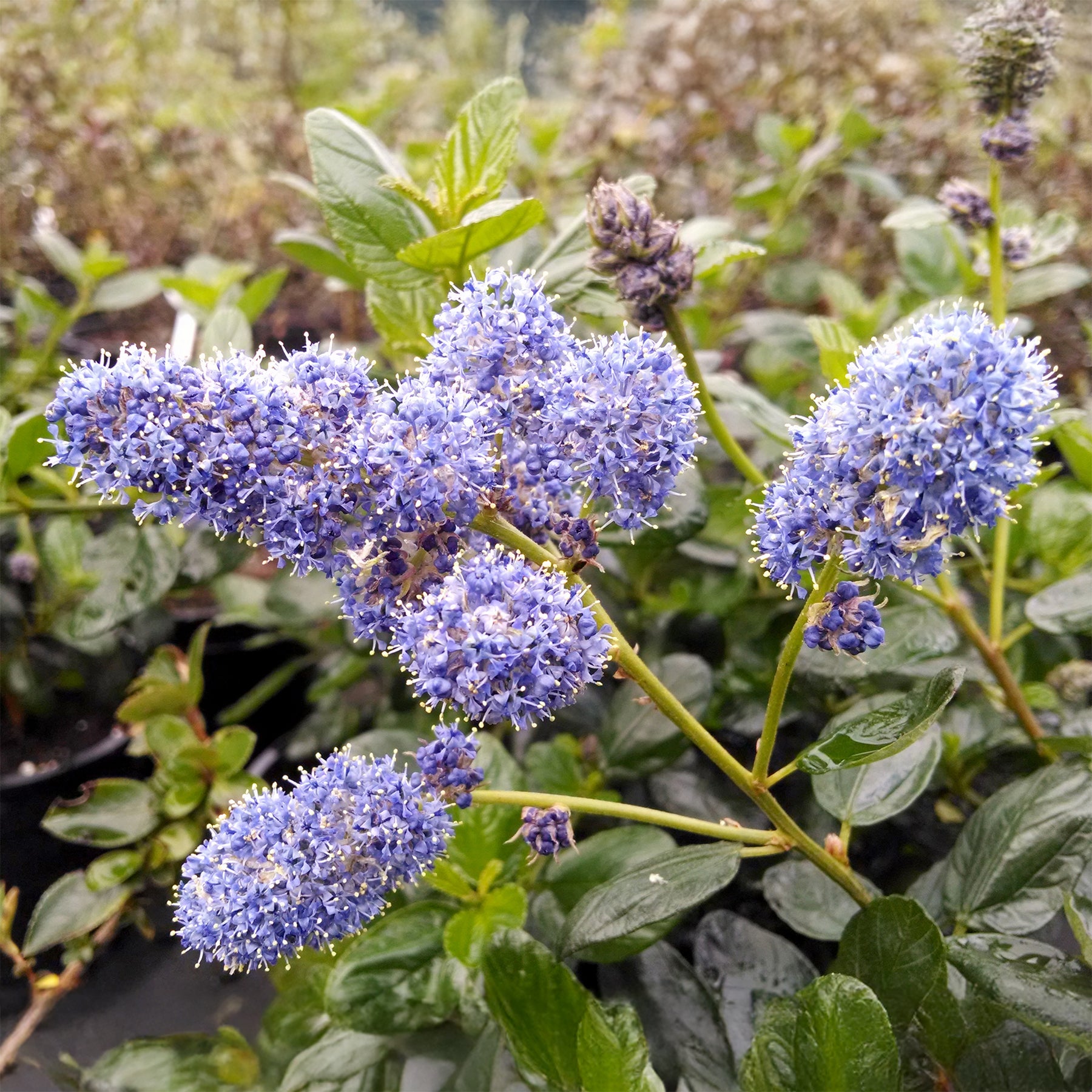 Ceanothus griseus Yankee Point - Céanothe Yankee point - Lilas de californie - Céanothes - Lilas de Californie