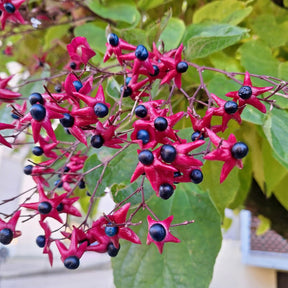 Clerodendrum trichotomum - Arbre du clergé - Arbustes à fleurs