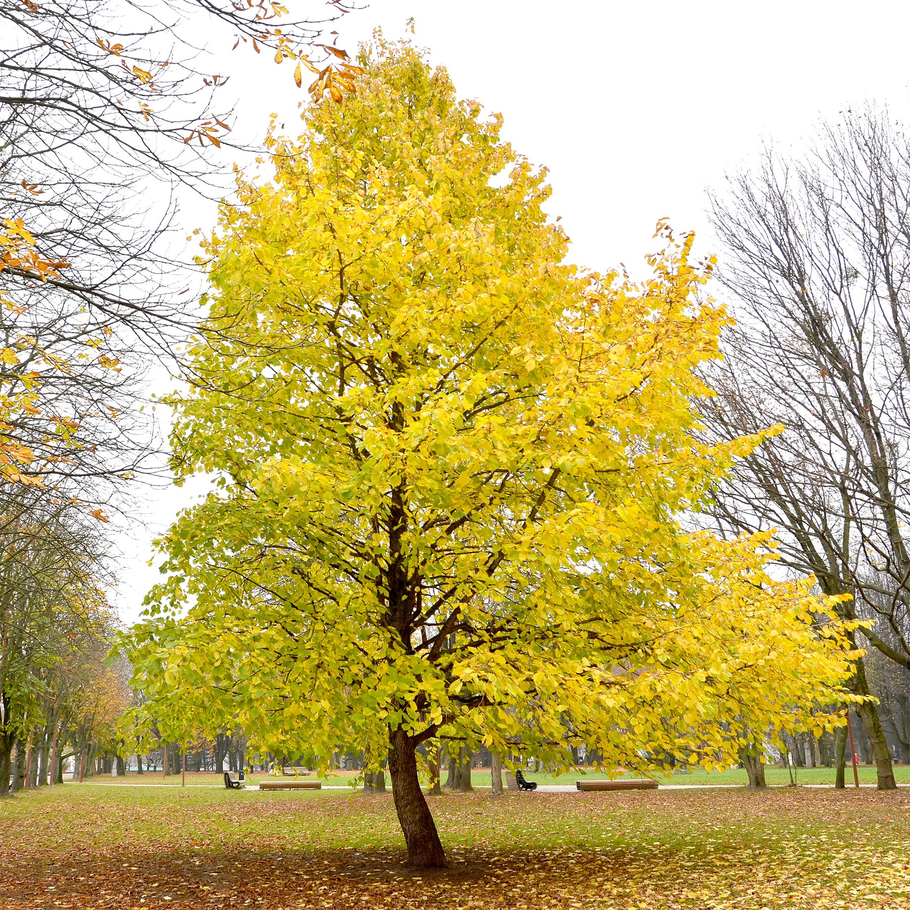 Noisetier de Byzance - Corylus colurna - Willemse