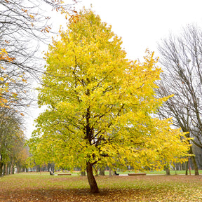 Noisetier de Byzance - Corylus colurna - Willemse