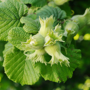 Noisetier Merveille de Bollwiller - Corylus maxima Merveille de Bollwiller - Willemse