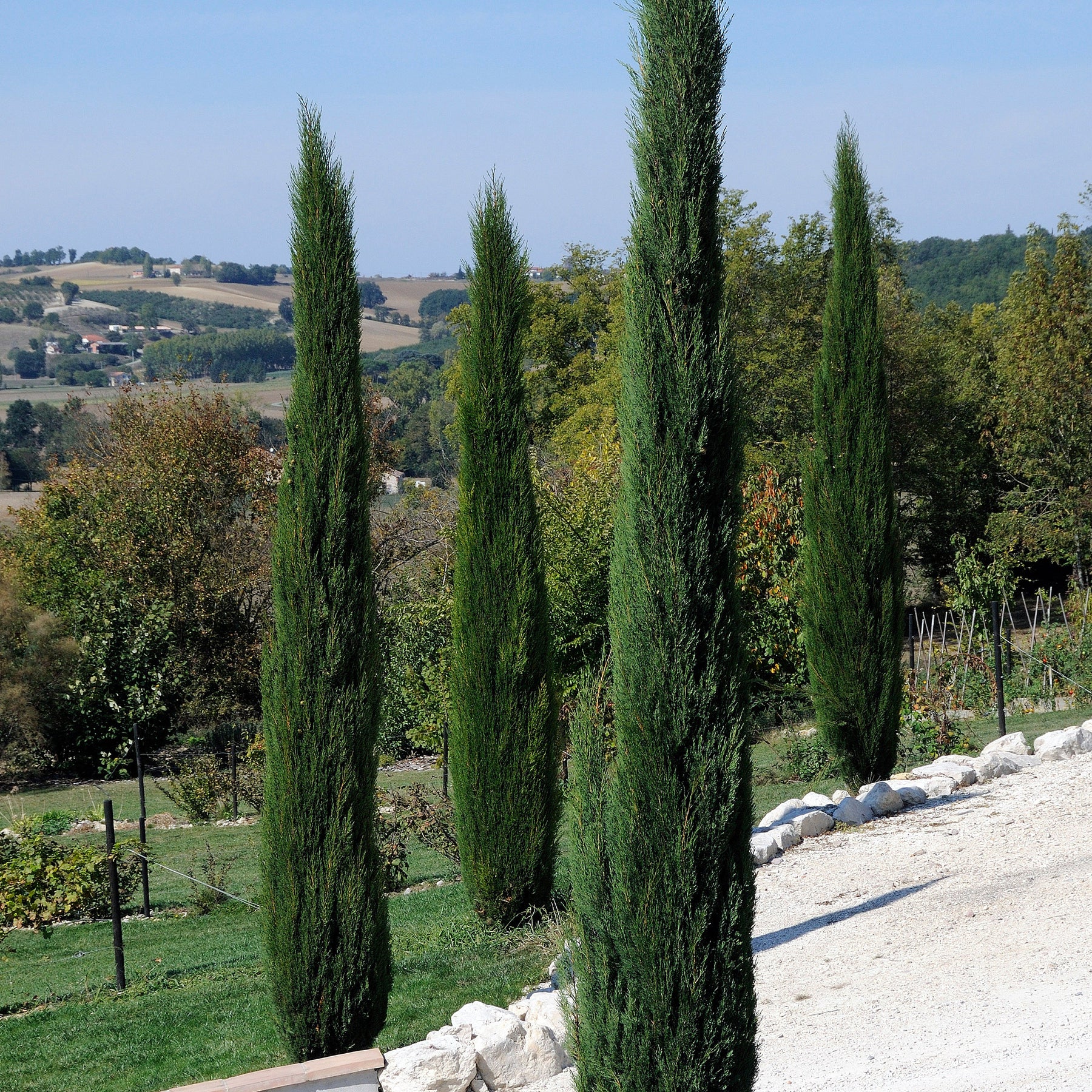 Cupressus sempervirens Stricta - Cyprès d'Italie Stricta - Cyprès
