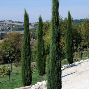 Cupressus sempervirens Stricta - Cyprès d'Italie Stricta - Cyprès