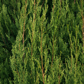 Cyprès - Cyprès d'Italie Stricta - Cupressus sempervirens Stricta