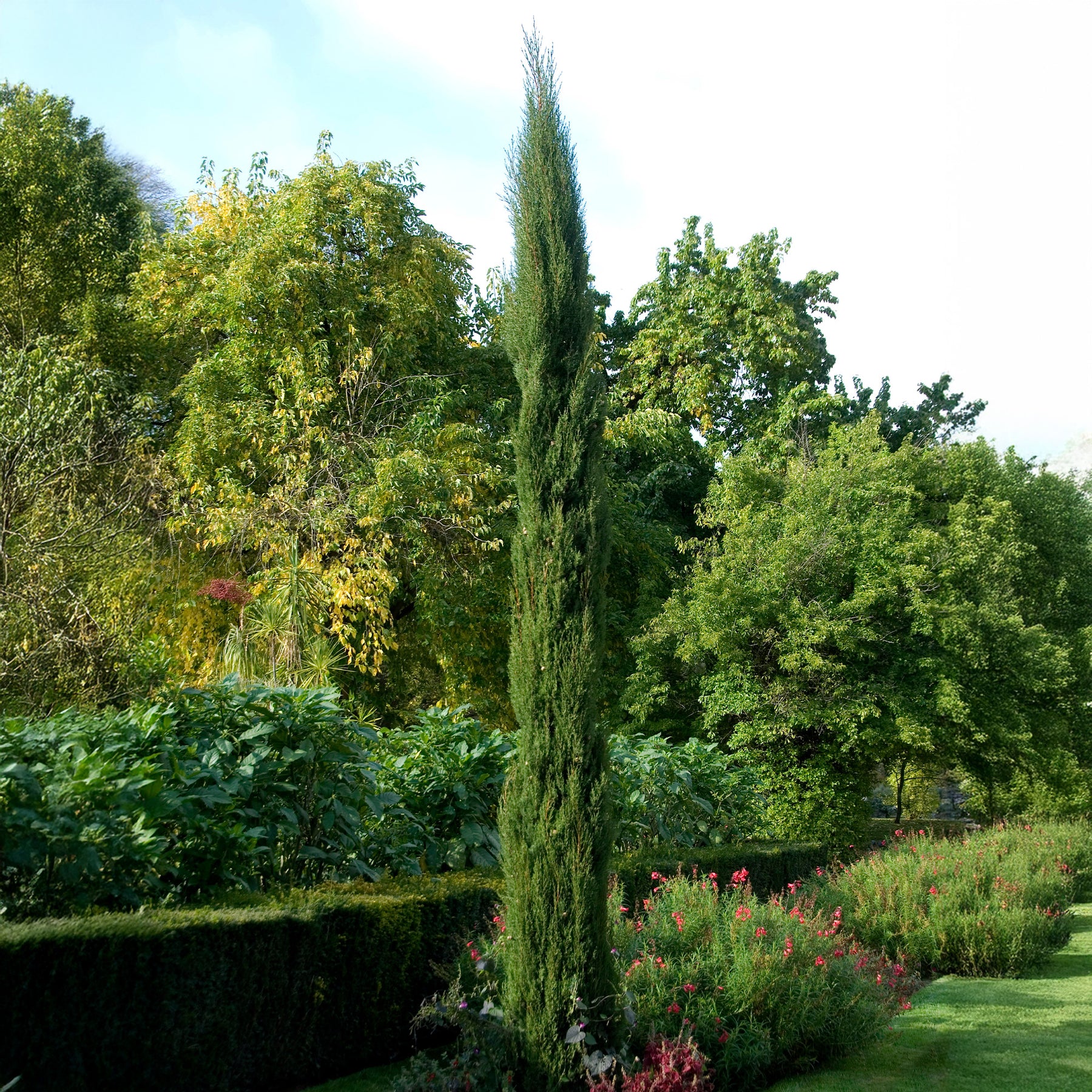Cyprès d'Italie Stricta - Cupressus sempervirens Stricta - Willemse