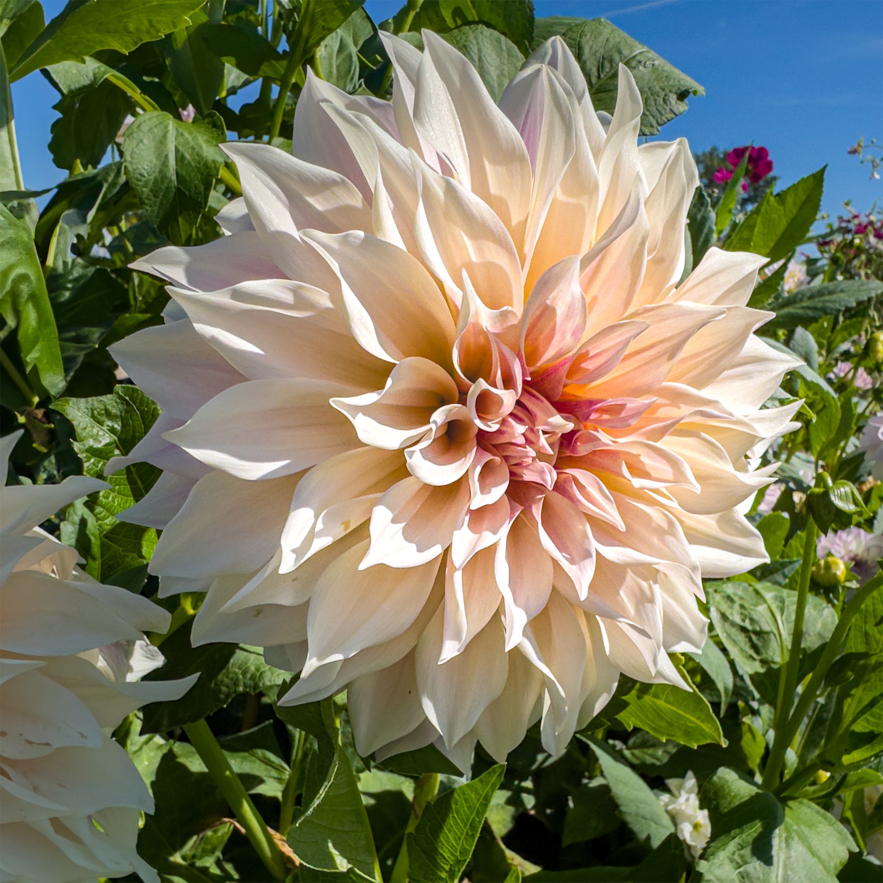 3 Dahlias géant Café au Lait - Dahlia Café au Lait - Willemse