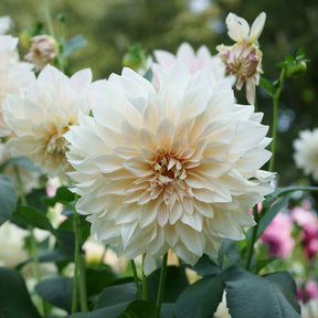 Dahlia - 3 Dahlias géant Café au Lait - Dahlia Café au Lait