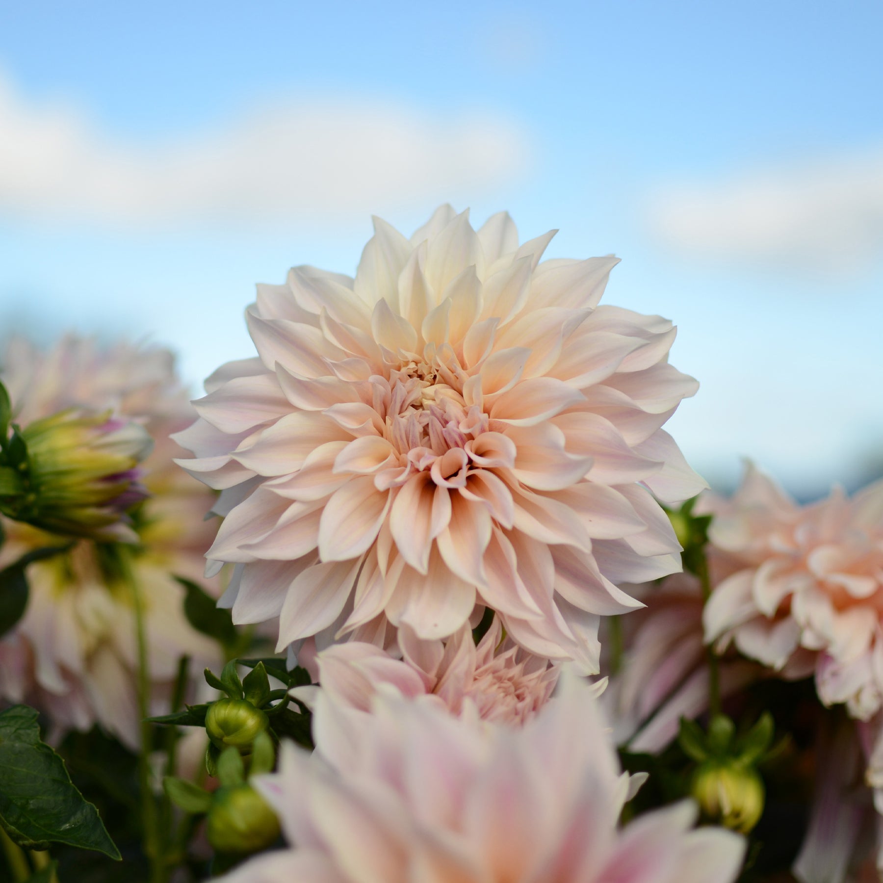 3 Dahlias géant Café au Lait - Willemse
