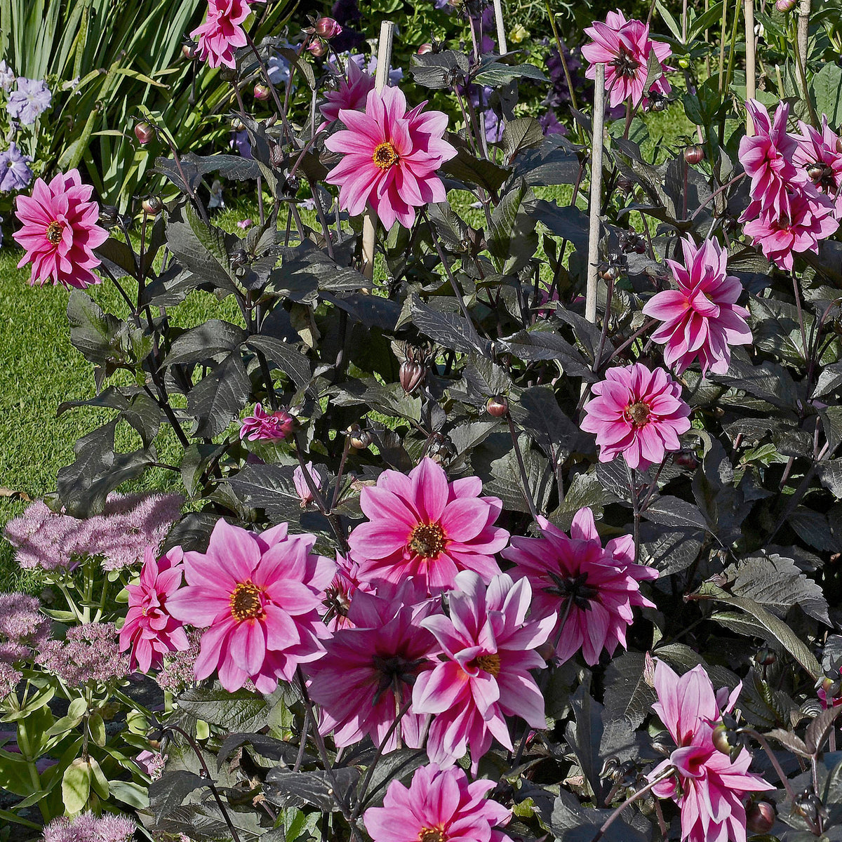 Dahlia Fascination - Willemse