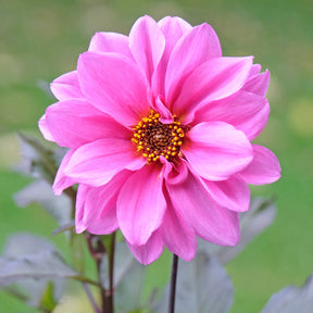 Dahlia - Dahlia Fascination - Dahlia Fascination