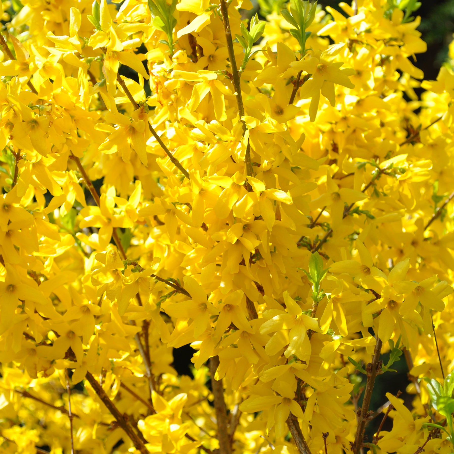 Forsythia x intermedia Lynwood Gold - Forsythia Lynwood Gold - Forsythias