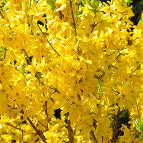 Forsythia x intermedia Lynwood Gold - Forsythia Lynwood Gold - Forsythias
