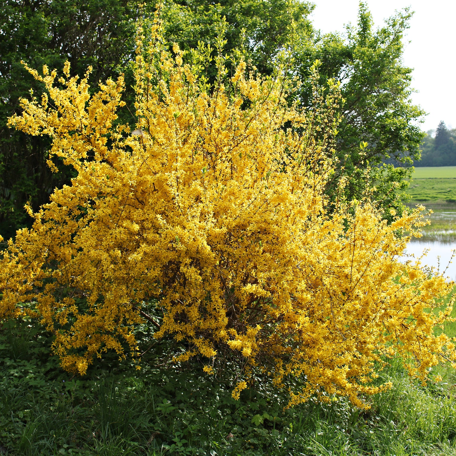 Forsythia Lynwood Gold - Willemse