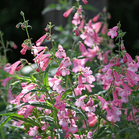 Penstemon Apple Blossom - Galane Apple Blossom - Penstemon - Galane