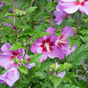 Hibiscus Flower Tower Purple ® - Willemse