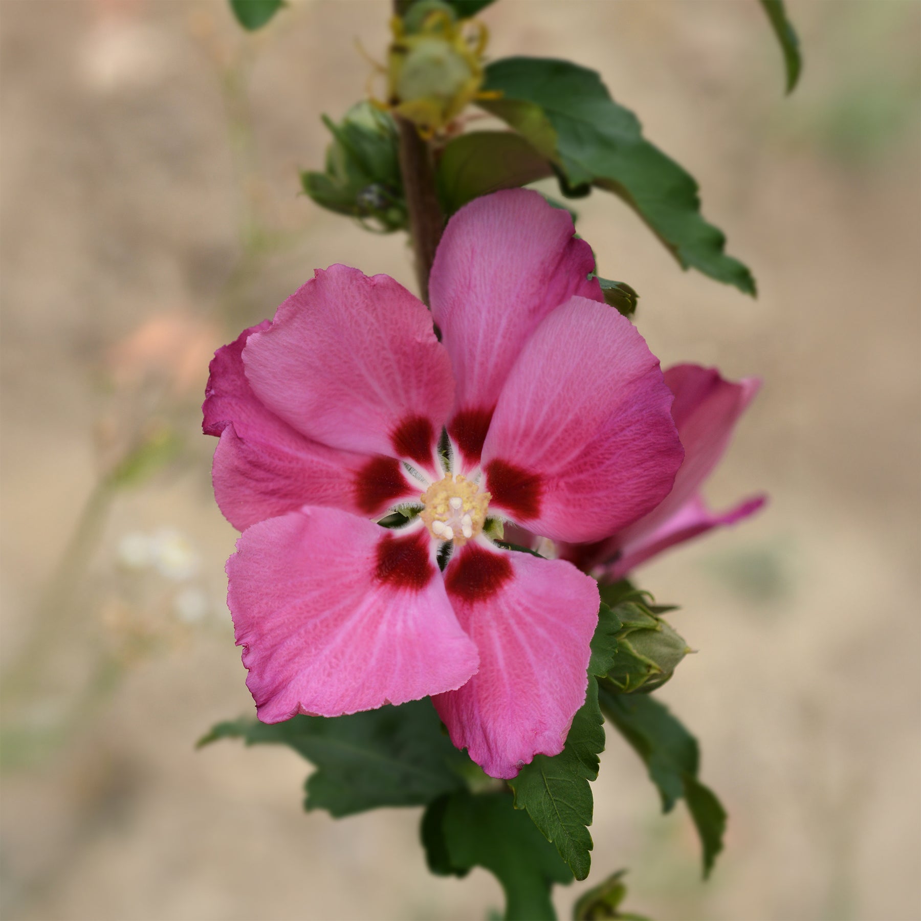 Hibiscus syriacus Woodbridge - Hibiscus Woodbridge - Hibiscus