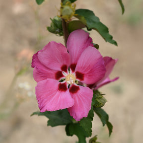 Hibiscus syriacus Woodbridge - Hibiscus Woodbridge - Hibiscus
