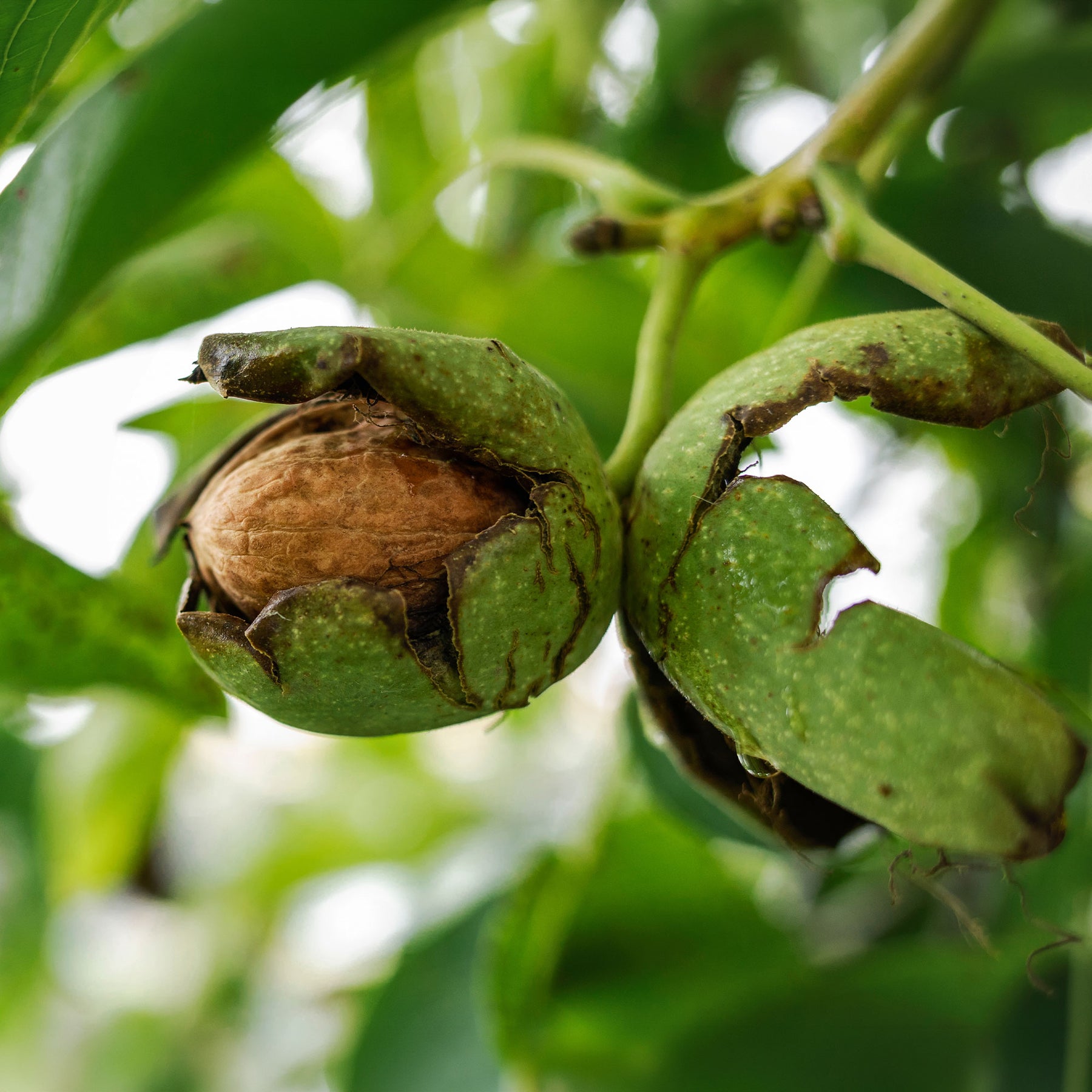 Noyer commun Chandler - Juglans regia Chandler - Willemse