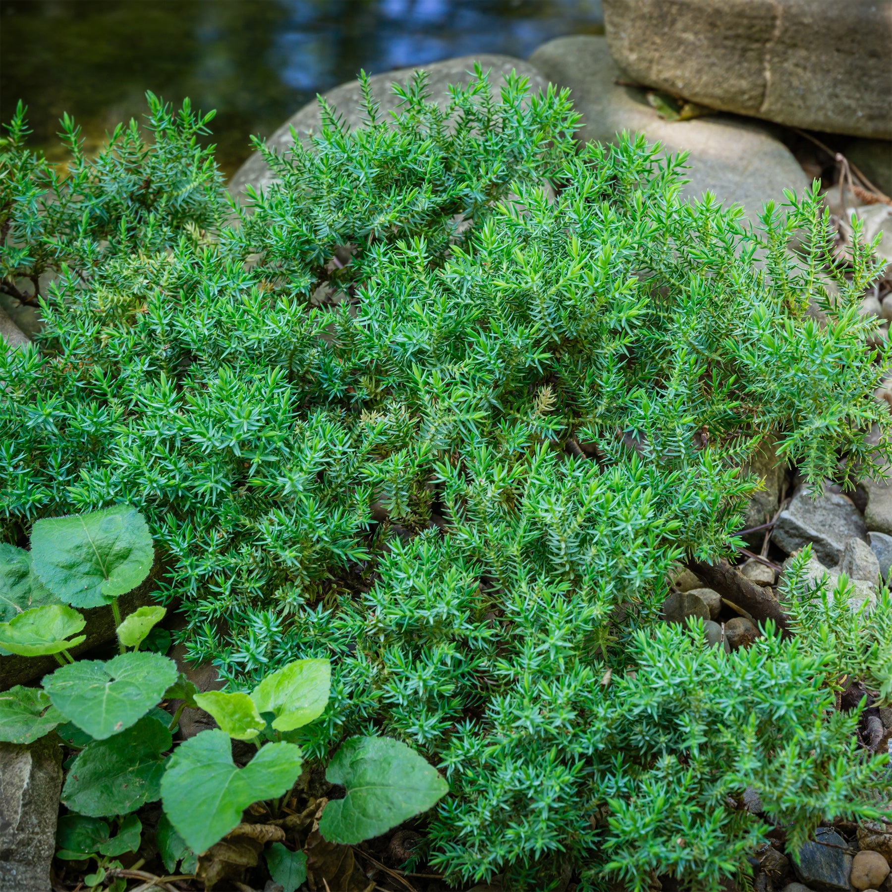 Juniperus procumbens Nana - Genévrier rampant Nana - Arbustes couvre-sol
