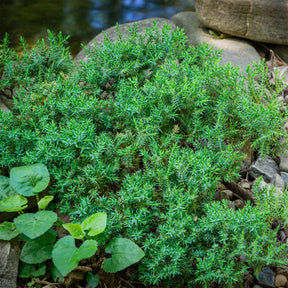 Juniperus procumbens Nana - Genévrier rampant Nana - Arbustes couvre-sol