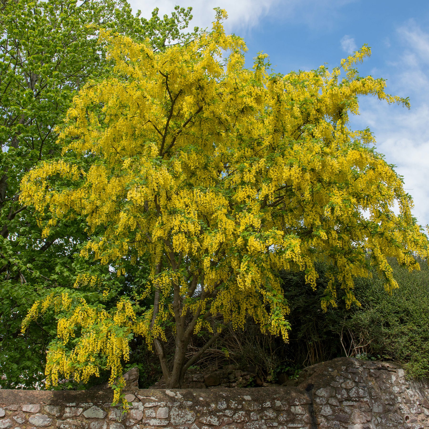 Arbres à fleurs - Cytise faux ébénier - Cytise à grappes - Laburnum anagyroides
