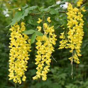 Laburnum anagyroides - Cytise faux ébénier - Cytise à grappes - Arbres à fleurs