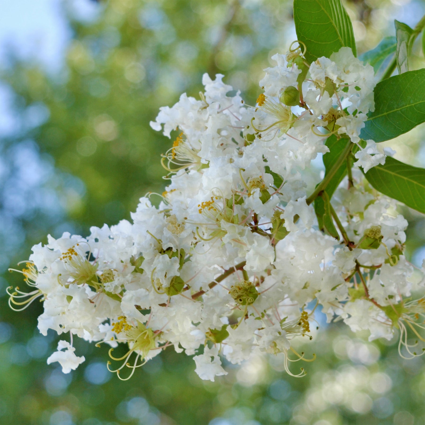 Lilas des indes Natchez - Lagerstroemia indica Natchez - Willemse