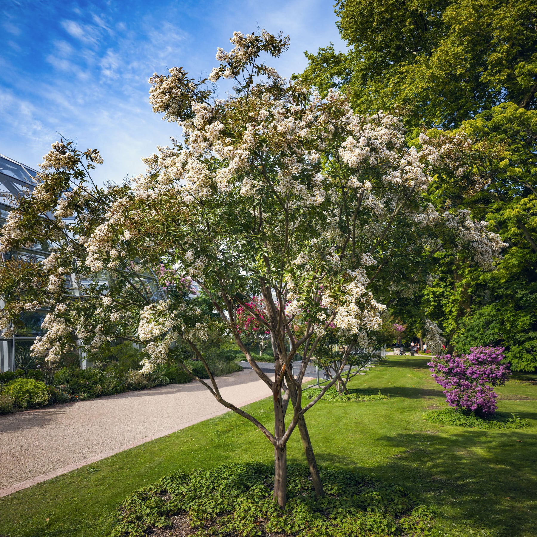 Lilas des indes Natchez - Willemse