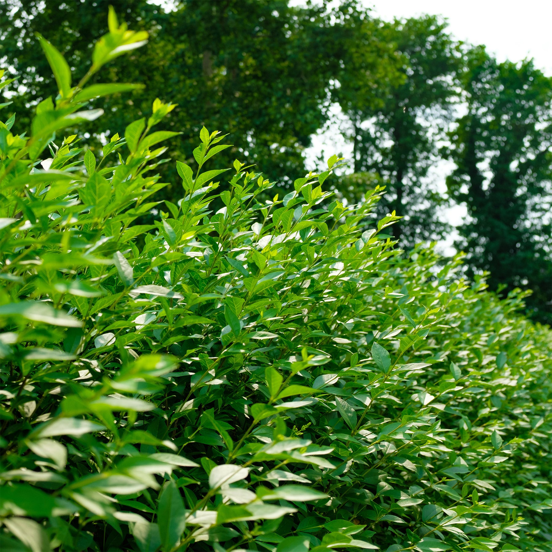 Ligustrum vulgare Atrovirens - Troène commun Atrovirens - Troènes